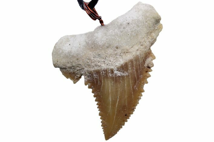 Serrated, Fossil Paleocarcharodon Shark Tooth Necklace #216885